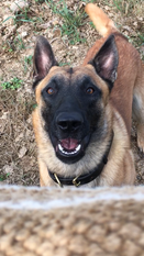 Jenos' Bruce CDex Jenos' Bruce CDex