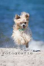Be My Dog's Ysabella Rose Be My Dog's Ysabella Rose