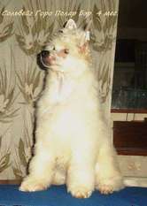 Solveig Goro Polar Bear Solveig Goro Polar Bear