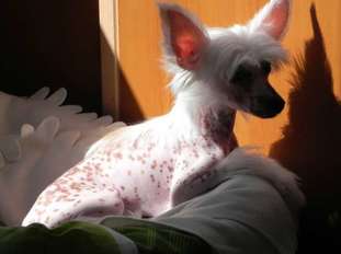 Oskar Urnesto Chegi Vara Oskar Urnesto Chegi Vara