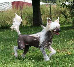 Suis Adingo Call Me Dingo Suis Adingo Call Me Dingo
