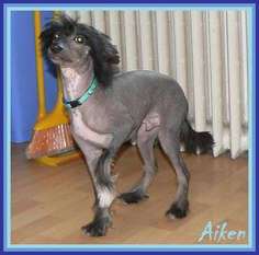 Aiken Little Sweetie Aiken Little Sweetie