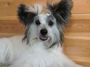 Jguchei Blondin Jguchei Blondin