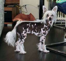 Be My Dog's H2o Be My Dog's H2o