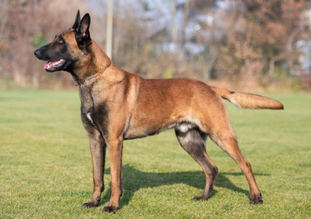 working-dog Fighter working-dog Fighter