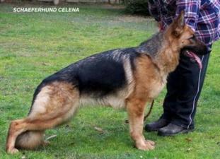 Schaeferhund Celena Schaeferhund Celena