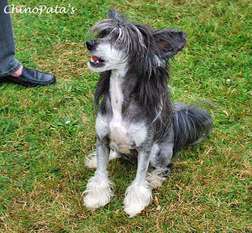 Chinopata's Bad Hairday Chinopata's Bad Hairday