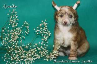 Benedetta Amore Ayniks Benedetta Amore Ayniks