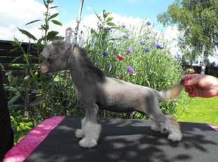 Lionheart Kwarter Master Lionheart Kwarter Master