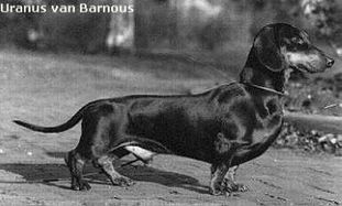 Uranus van Barnousch Uranus van Barnousch