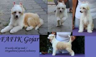 Fafik Gojar Fafik Gojar