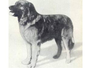 Arko V. Leonberg Arko V. Leonberg