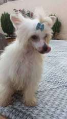 Lo Petah De Le Chien Bourjois Lo Petah De Le Chien Bourjois
