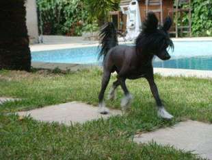 Goliath Des Picholines Goliath Des Picholines
