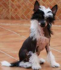 Dinorah De Sothis Dinorah De Sothis
