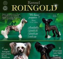 Yarik Roingold Djemanshy Yarik Roingold Djemanshy