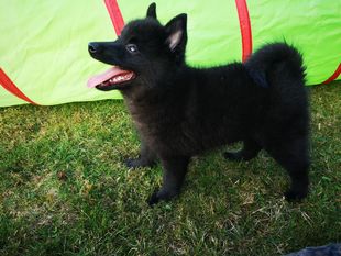 Malinoid Glow Ohoh Gaya Malinoid Glow Ohoh Gaya