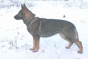 Troyen's Caneli Troyen's Caneli