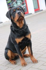Al Capone vom Bösewicht Al Capone vom Bösewicht