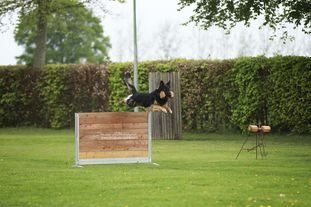 O'Skull vom Heidhof O'Skull vom Heidhof