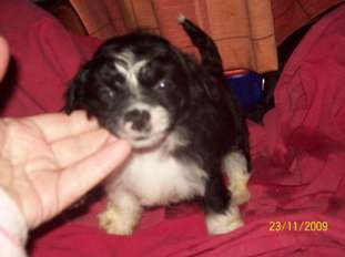 Cazianik Black Jack Cazianik Black Jack