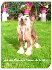 Just Eat Chocolate Princes De La Roses Just Eat Chocolate Princes De La Roses