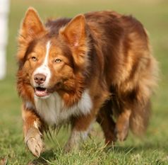 Lucky Devil From Doggone Borders Lucky Devil From Doggone Borders