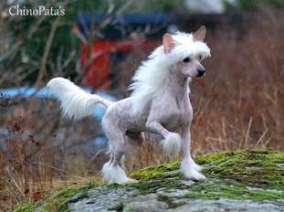 Qigous Li Xing-fu Qigous Li Xing-fu