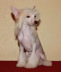 Feldeiso Baby Doll Feldeiso Baby Doll
