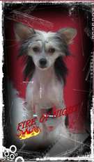 Fire Of Night Fire Of Night