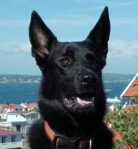 Hazel aus der Wallapampa Hazel aus der Wallapampa