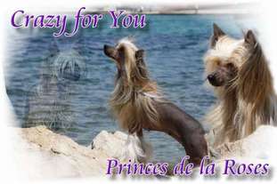 Crazy For You Princes De La Roses Crazy For You Princes De La Roses