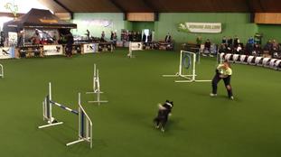 Flyballdream Clever and Smart Flyballdream Clever and Smart