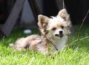 Be My Dog's Ylenia Bella Be My Dog's Ylenia Bella