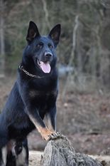 Baryk z Ditčina dvora Baryk z Ditčina dvora