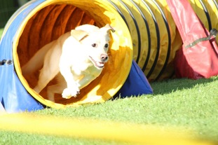 Stella Spirit of Passion Labradors Stella Spirit of Passion Labradors