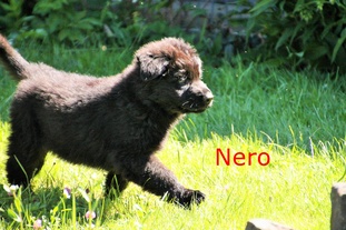Nero Macaregra Nero Macaregra