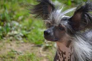 Dogland Happy Impulsive Dogland Happy Impulsive