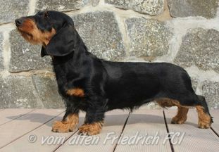 Gute Fee vom alten Friedrich Gute Fee vom alten Friedrich