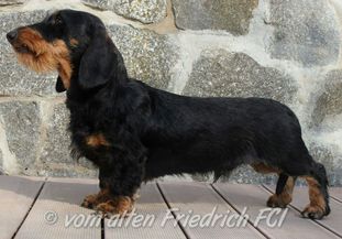 Glückspilz vom alten Friedrich Glückspilz vom alten Friedrich