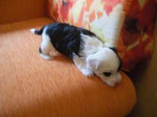 Vellar Pljus Stella Vellar Pljus Stella