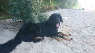 Naila vom Schondratal Naila vom Schondratal