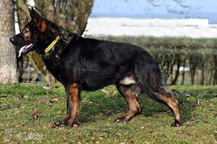 Xabi-Alonso von der Gewürzwiese Xabi-Alonso von der Gewürzwiese