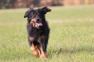 Hobo vom Schondratal Hobo vom Schondratal