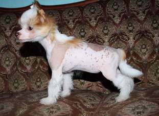 Be My Dog's Hit The Headline Be My Dog's Hit The Headline