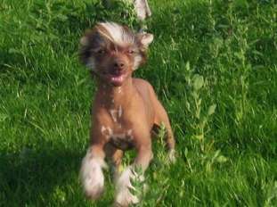 Be My Dog's Polly Holly Doodle Be My Dog's Polly Holly Doodle