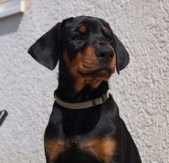 Arwen vom Kyffhäuser Arwen vom Kyffhäuser