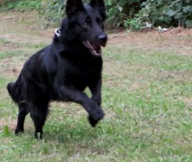 Tayra vom Taubergießen Tayra vom Taubergießen