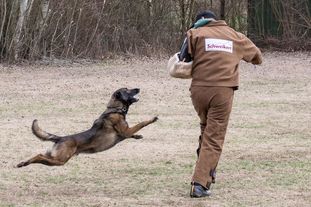Atax vom Scheidgraben Atax vom Scheidgraben