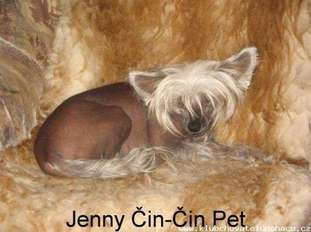 Jenny Cin-cin Pet Jenny Cin-cin Pet